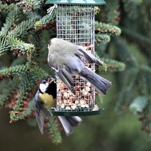 Great Tit