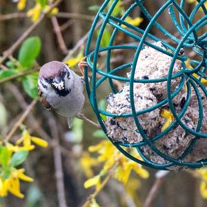 Eurasian Tree Sparrow