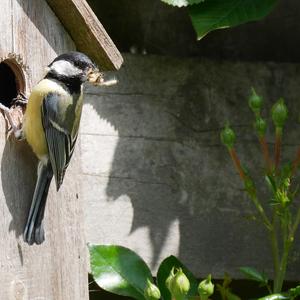 Great Tit