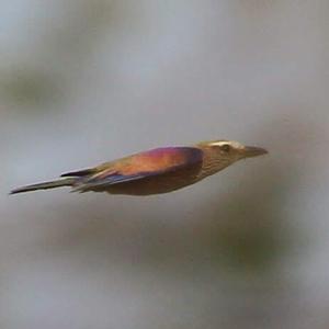 Rufous-crowned Roller