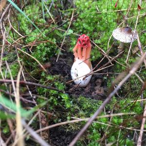 Red Cage Fungus