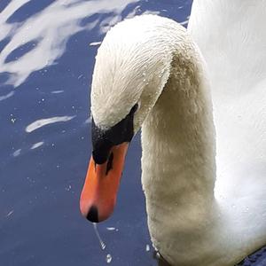 Mute Swan