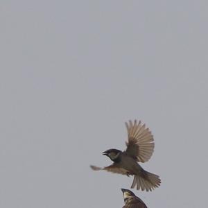 Eurasian Tree Sparrow