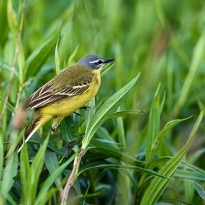 Yellow Wagtail