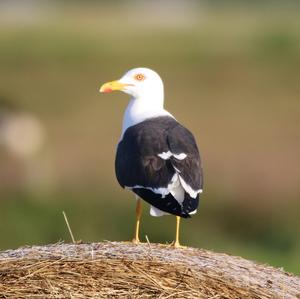 Lesser Black-backed Gull