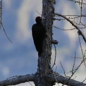 Black woodpecker