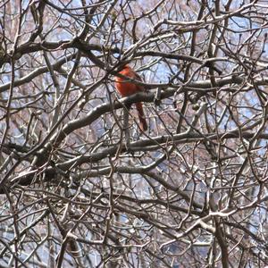 Northern Cardinal