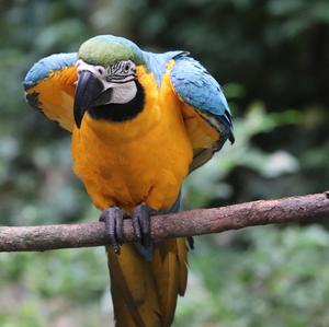 Blue-and-yellow Macaw