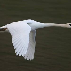 Mute Swan