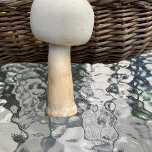 Horse Mushroom