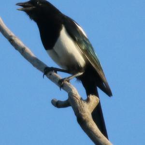 Black-billed Magpie