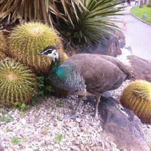 Indian Peafowl