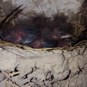 Barn Swallow