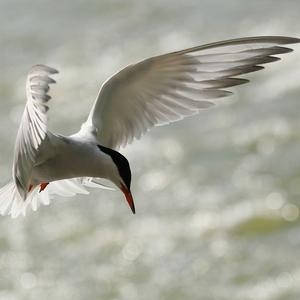 Arctic Tern