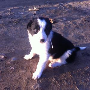 Border Collie