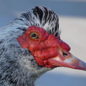 Muscovy Duck