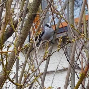 Long-tailed Tit