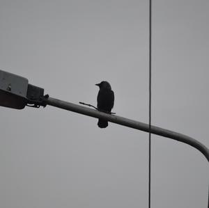 Eurasian Jackdaw