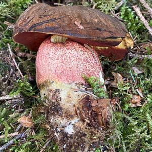 Dotted-stem Bolete