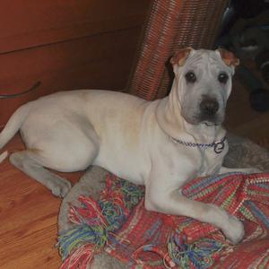 Chinese Shar-Pei