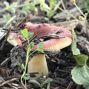 Bare-toothed Russula