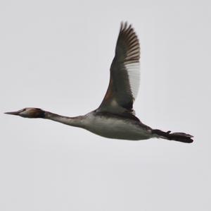 Great Crested Grebe