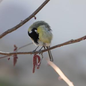 Great Tit