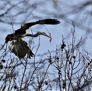 Grey Heron