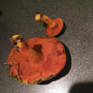 Unbekannte Art