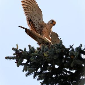 Common Kestrel