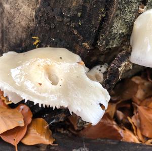 Porcelain Fungus