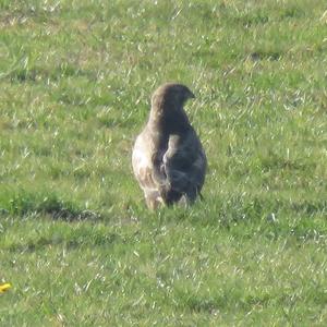 Common Buzzard