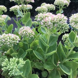 Unknown Species