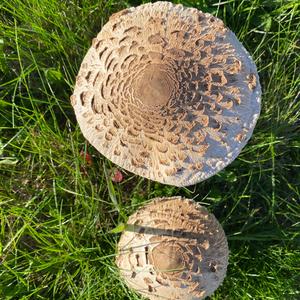 Parasol Mushroom