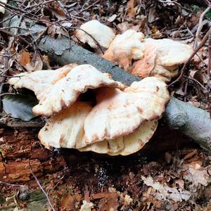 Black-staining Polypore