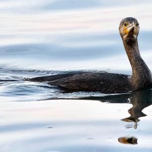 Great Cormorant