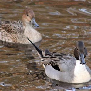 Northern Pintail