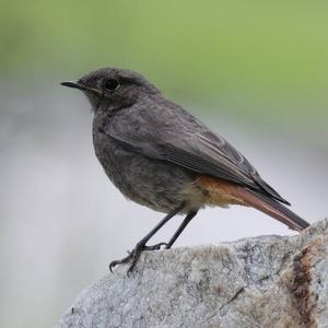 Black Redstart