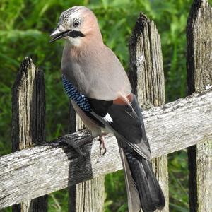 Eurasian Jay