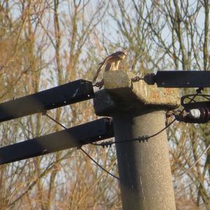 Common Kestrel