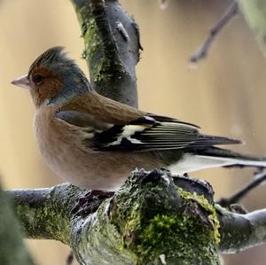 Eurasian Chaffinch