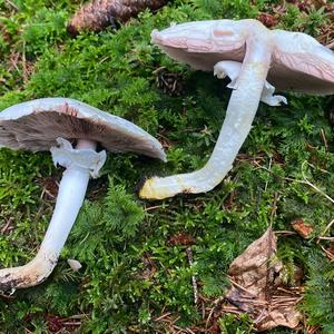 Yellow-foot Agaric