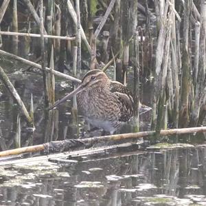 Common Snipe