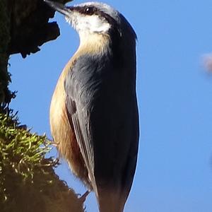 Wood Nuthatch