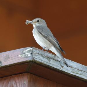 Spotted Flycatcher