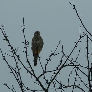 Common Kestrel