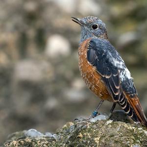 Rufous-tailed Rock-thrush