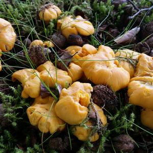 Chanterelle, Common