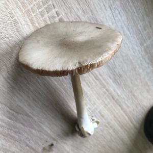 Unbekannte Art