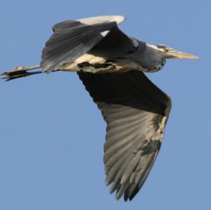 Grey Heron